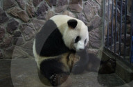 FEATURE - Neugeborenes Pandababy im Aufzuchtzentrum in Chengdu