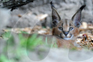 FEATURE - Kleiner Schakal im Zoo von Kralove