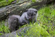 FEATURE - Knuffig dieser Fuchsnachwuchs von der Lüneburger Heide