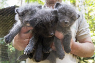 FEATURE - Knuffig dieser Fuchsnachwuchs von der Lüneburger Heide