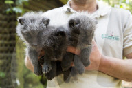 FEATURE - Knuffig dieser Fuchsnachwuchs von der Lüneburger Heide
