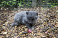 FEATURE - Knuffig dieser Fuchsnachwuchs von der Lüneburger Heide