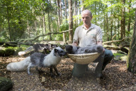 FEATURE - Knuffig dieser Fuchsnachwuchs von der Lüneburger Heide