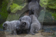 FEATURE - Knuffig dieser Fuchsnachwuchs von der Lüneburger Heide