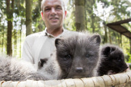 FEATURE - Knuffig dieser Fuchsnachwuchs von der Lüneburger Heide