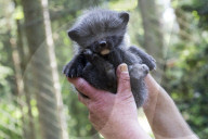 FEATURE - Knuffig dieser Fuchsnachwuchs von der Lüneburger Heide