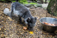 FEATURE - Knuffig dieser Fuchsnachwuchs von der Lüneburger Heide