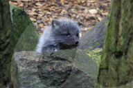FEATURE - Knuffig dieser Fuchsnachwuchs von der Lüneburger Heide