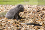 FEATURE - Knuffig dieser Fuchsnachwuchs von der Lüneburger Heide