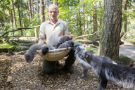 FEATURE - Knuffig dieser Fuchsnachwuchs von der Lüneburger Heide