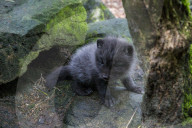 FEATURE - Knuffig dieser Fuchsnachwuchs von der Lüneburger Heide