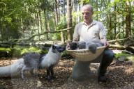 FEATURE - Knuffig dieser Fuchsnachwuchs von der Lüneburger Heide