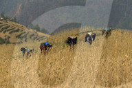 REPORTAGE - Bauern in Nepal