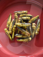 FEATURE - Insekten-Snacks