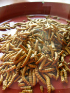 FEATURE - Insekten-Snacks