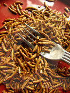 FEATURE - Insekten-Snacks