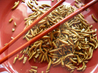 FEATURE - Insekten-Snacks