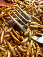 FEATURE - Insekten-Snacks