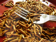 FEATURE - Insekten-Snacks