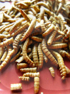FEATURE - Insekten-Snacks