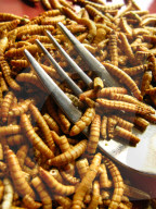 FEATURE - Insekten-Snacks