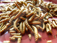 FEATURE - Insekten-Snacks