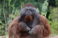FEATURE - Die Orangutans vom Dublin Zoo haben ein neues Zuhause