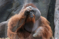 FEATURE - Die Orangutans vom Dublin Zoo haben ein neues Zuhause