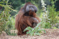 FEATURE - Die Orangutans vom Dublin Zoo haben ein neues Zuhause
