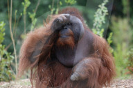FEATURE - Die Orangutans vom Dublin Zoo haben ein neues Zuhause