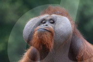 FEATURE - Die Orangutans vom Dublin Zoo haben ein neues Zuhause