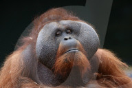 FEATURE - Die Orangutans vom Dublin Zoo haben ein neues Zuhause