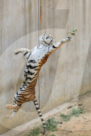 FEATURE - Stretching Tiger