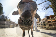 FEATURE - Etwas andere Tierportraits
