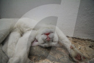 FEATURE - Etwas andere Tierportraits