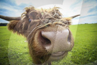 FEATURE - Etwas andere Tierportraits