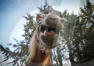 FEATURE - Etwas andere Tierportraits