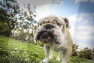 FEATURE - Etwas andere Tierportraits