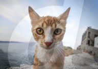 FEATURE - Etwas andere Tierportraits