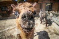 FEATURE - Etwas andere Tierportraits