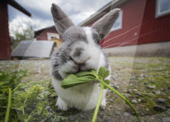 FEATURE - Etwas andere Tierportraits