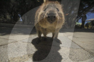 FEATURE - Etwas andere Tierportraits