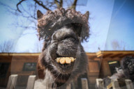 FEATURE - Etwas andere Tierportraits