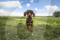 FEATURE - Etwas andere Tierportraits