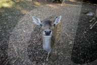 FEATURE - Etwas andere Tierportraits