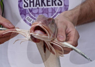 FEATURE - Leckereien am Swanage Fish Festival
