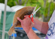 FEATURE - Leckereien am Swanage Fish Festival