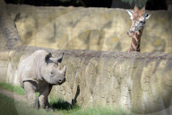 FEATURE - Ein Nashorn und ein Giraffe begrüssen sich im Zoo