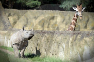 FEATURE - Ein Nashorn und ein Giraffe begrüssen sich im Zoo