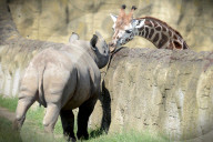 FEATURE - Ein Nashorn und ein Giraffe begrüssen sich im Zoo